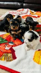 Lovely Cachorros Yorkie disponibles