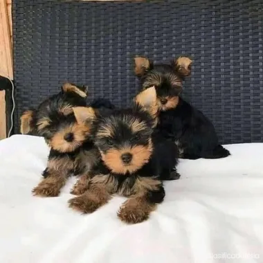 Cachorros Yorkie disponibles