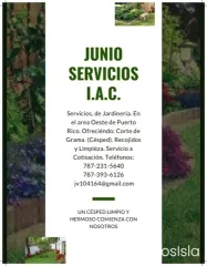 Junior Servicios