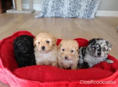venta de cachorros de caniche toy