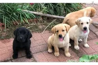 hermosos cachorros labrador para ad