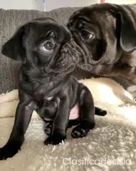 Hermosos cachorros Pug listos ahora