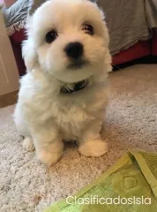Hermosos cachorros puros malteses
