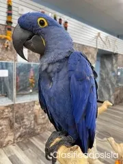 Loros guacamayos jacintos en venta