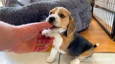 cachorros beagle para adopción