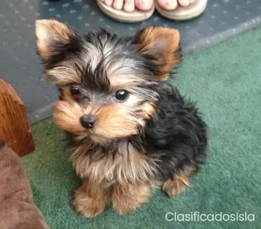 Lindos cachorros de yorkie muy saludables y listos para sali