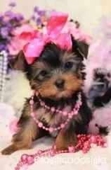 Tengo un cachorro Yorkie macho y una hembra