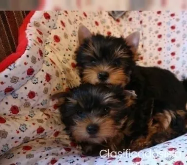 Encantadores cachorros yorkie muy saludables y listos para s