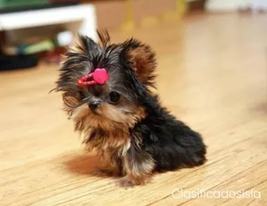 Cachorros Yorkie de casi 8 semanas.