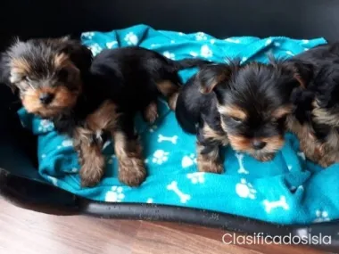 Cachorros Yorkie de casi 8 semanas
