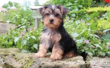 Lindos cachorros yorkie muy saludables y listos para unirse 