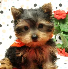 Tenemos cachorros de TEACUP YORKIE y maltés disponibles