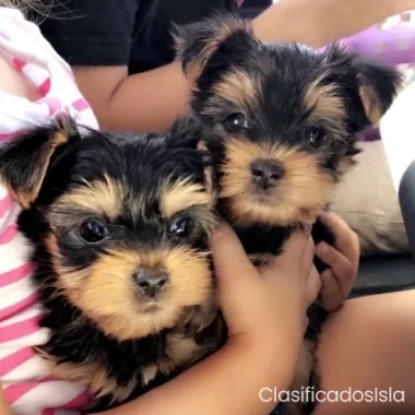 TOY Cachorros Yorkie disponibles...