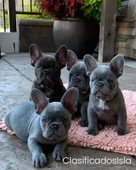 Cachorros Bulldog Francés En Venta Texto : (330) 910 0534