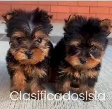 Cachorros Yorkie taza de té. Texto : (330) 910 0534