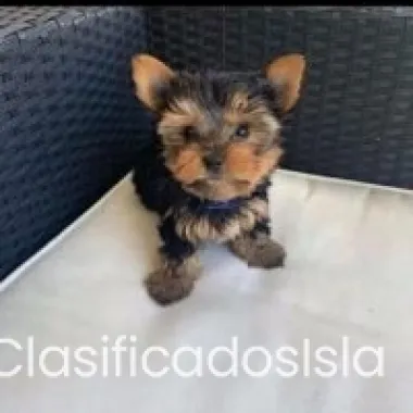 Cachorros Yorkie taza de té. Texto : (330) 910 0534