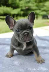 Cachorros bulldog frances pura raza disponibles