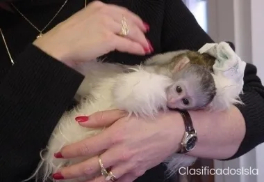 Se venden monos tití y capuchinos bien entrenados.