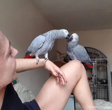 Preciosos Loros Grises Africanos del Congo