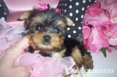 Preciosos cachorros Yorkie taza de té cachorros