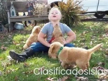 Cachorros Golden Retriever bien socializados