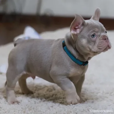 Adorables cachorros de bulldog francés