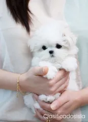 Magníficos cachorros Malteses de taza de té 