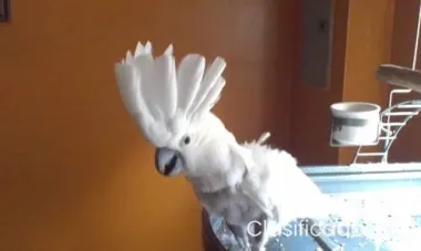 Se venden cacatúas paraguas hembras y machos