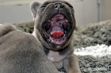 3 bulldog frances azul cachorros listo