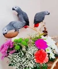 Loros Grises Africanos Para venta
