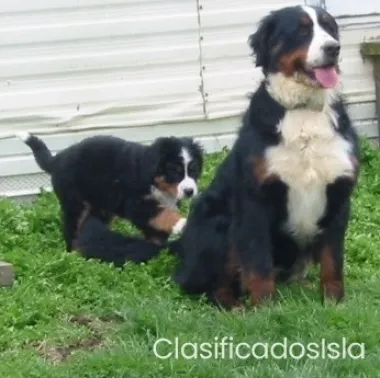 Vendo cachorros boyero de bernese