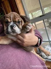 English Bulldog Puppies