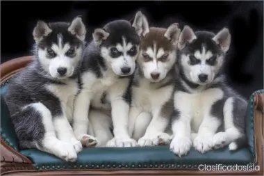 cachorros de husky siberiano