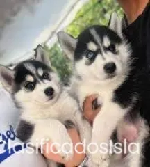 cachorro husky
