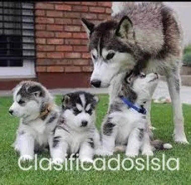 Cachorros Husky disponibles