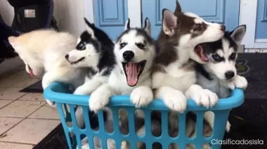 cachorros de husky siberiano