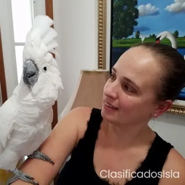 Tenemos hermosos loros  comuníquese con+351961783752