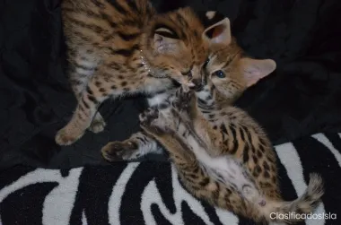 gatitos Savannah F1 y F2 comuníquese con +351961783752