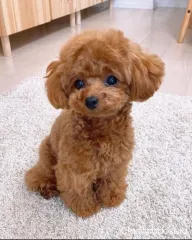 perro caniche disponible