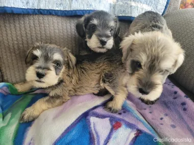 Schnauzer puppies 