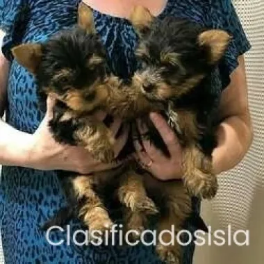  Adorables cachorros de yorkshire disponibles