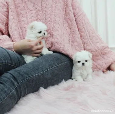 Cachorros de Maltese entrenados en casa para un nuevo hogar