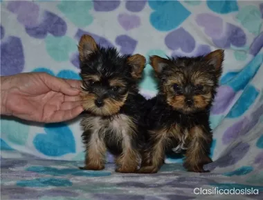Yorkie mini cachorro hembra en venta