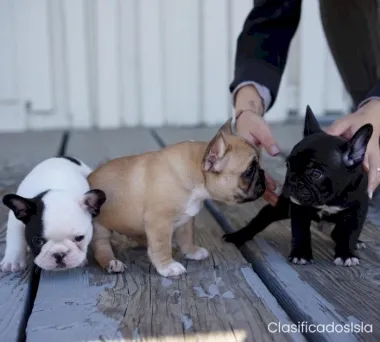 Cachorros Bulldog Francés En Venta Texto : (330) 910 0534