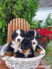 montaña bernés cachorros