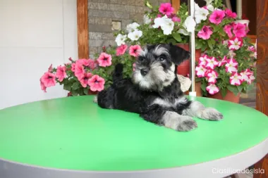 Schnauzer miniatura HERMOSOS cachorros