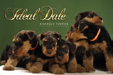 airedale terrier HERMOSOS cachorros