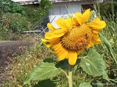 Casa unifamiliarterrera para alquilar 