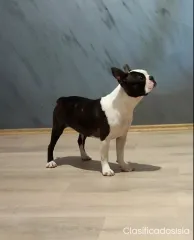 Boston terrier venta de cachorros