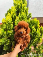 Caniche miniatura Cachorros TOP